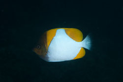 BD-140324-Apo-3619-Hemitaurichthys-polyepis-(Bleeker.-1857)-[Pyramid-butterflyfish].jpg
